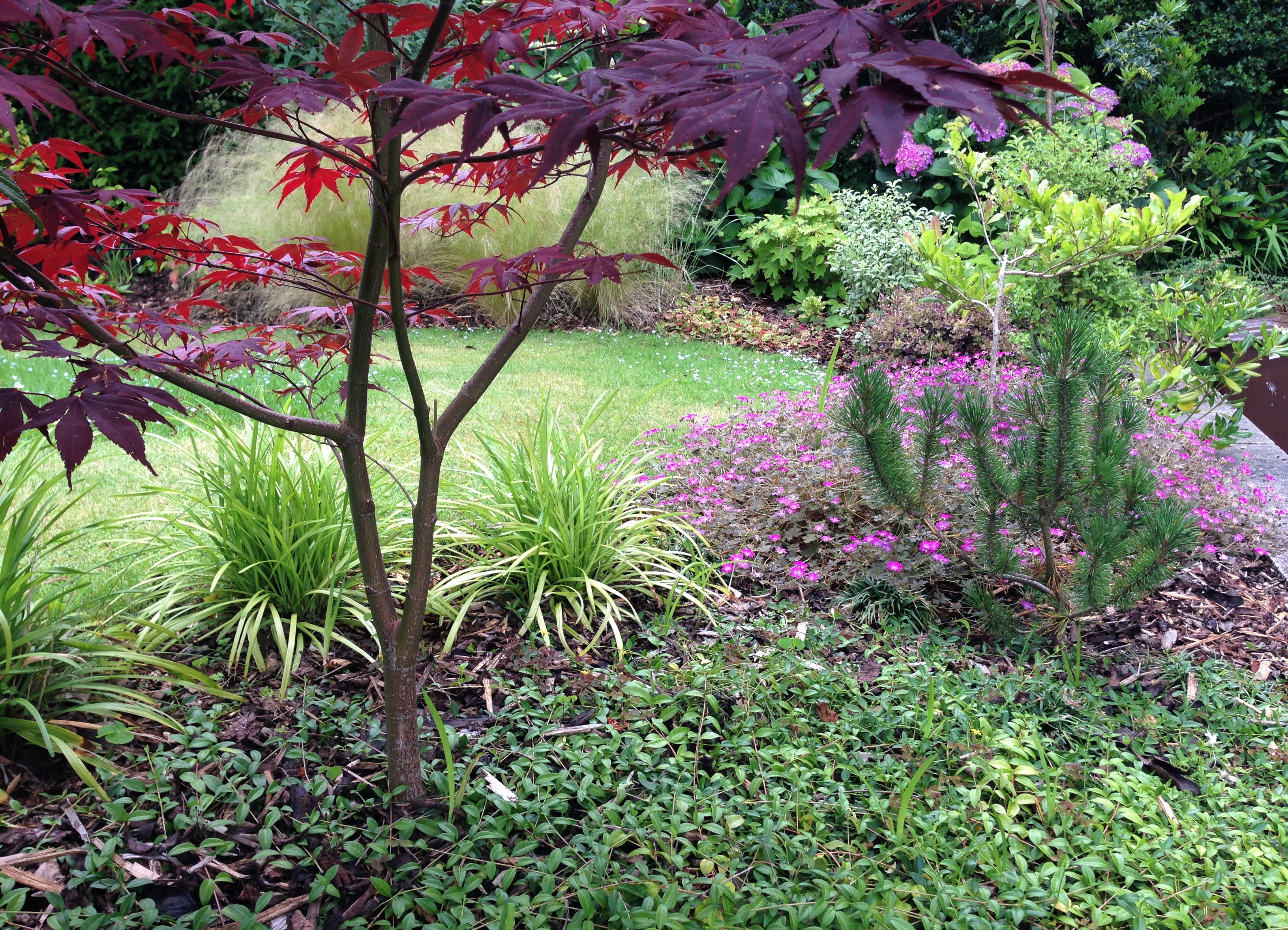 groundcover plants